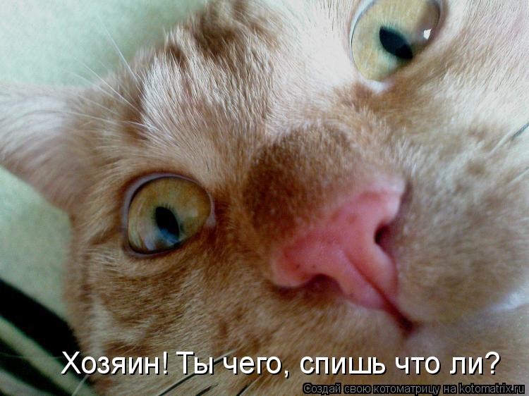 Хозяин! Ты чего, спишь что ли?... Котоматрица: Хозяин! Ты чего, спишь что ли?