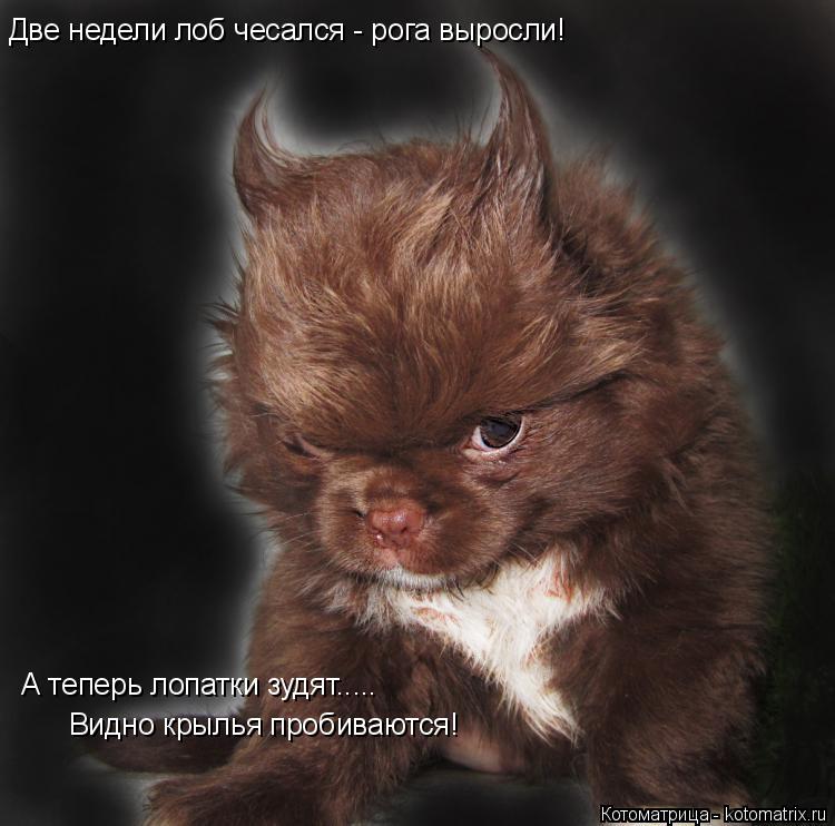 Две недели лоб чесался - рога выросли! А теперь лопатки зудят..... Видно крылья пробиваются!... Котоматрица: Две недели лоб чесался - рога выросли! А теперь лопатки зудят..... Видно крылья пробиваются!