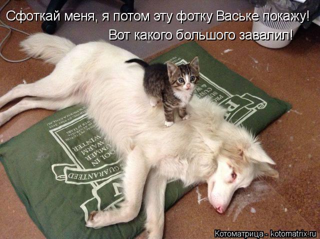 Котоматрица: Сфоткай меня, я потом эту фотку Ваське покажу! Вот какого большого завалил!