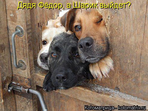 Дядя Фёдор, а Шарик выйдет?... Котоматрица: Дядя Фёдор, а Шарик выйдет?