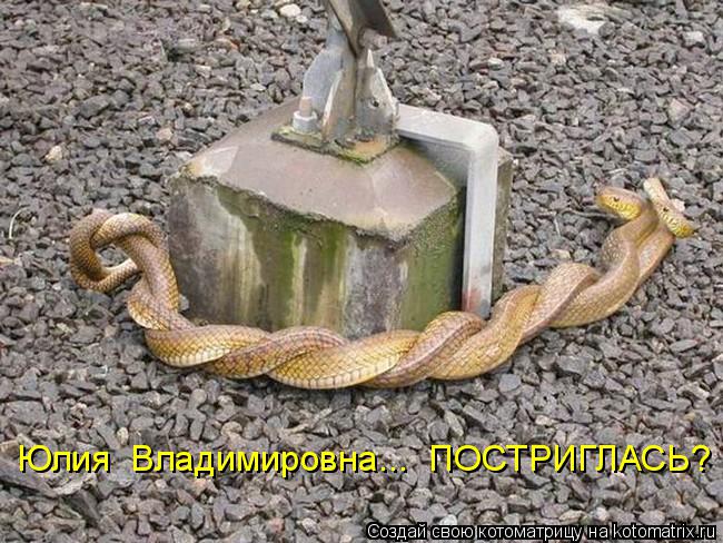 Юлия Владимировна... ПОСТРИГЛАСЬ?... Котоматрица: Юлия Владимировна... ПОСТРИГЛАСЬ?