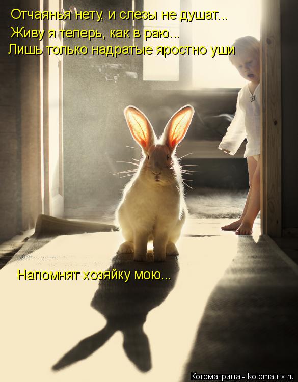 Отчаянья нету, и слезы не душат... Живу я теперь, как в раю... Лишь только надратые яростно уши Напом... Котоматрица: Отчаянья нету, и слезы не душат... Живу я теперь, как в раю... Лишь только надратые яростно уши Напомнят хозяйку мою...