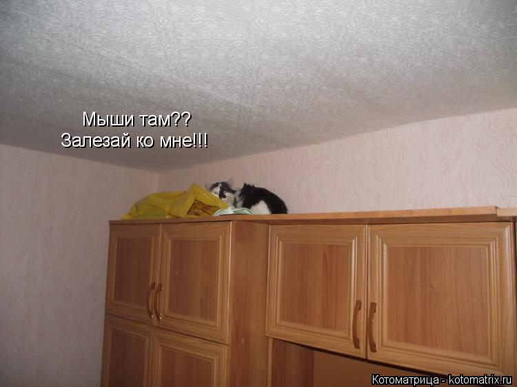 Мыши там?? Залезай ко мне!!!... Котоматрица: Мыши там?? Залезай ко мне!!!