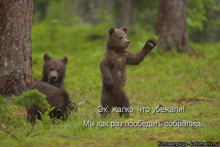 Котоматрица: Эх, жалко, что убежали! Мы как раз пообедать собрались...
