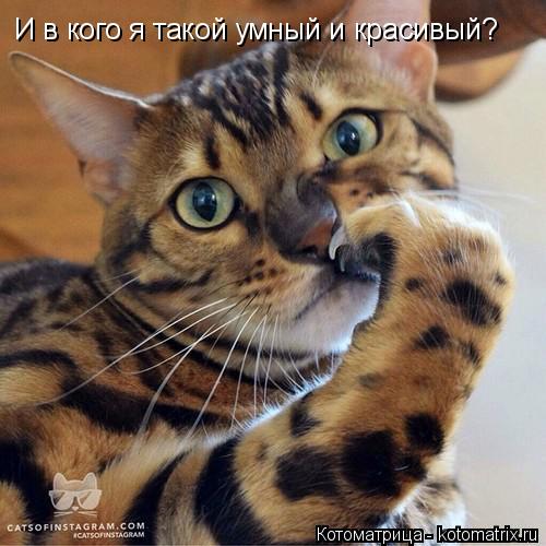 И в кого я такой умный и красивый?... Котоматрица: И в кого я такой умный и красивый?
