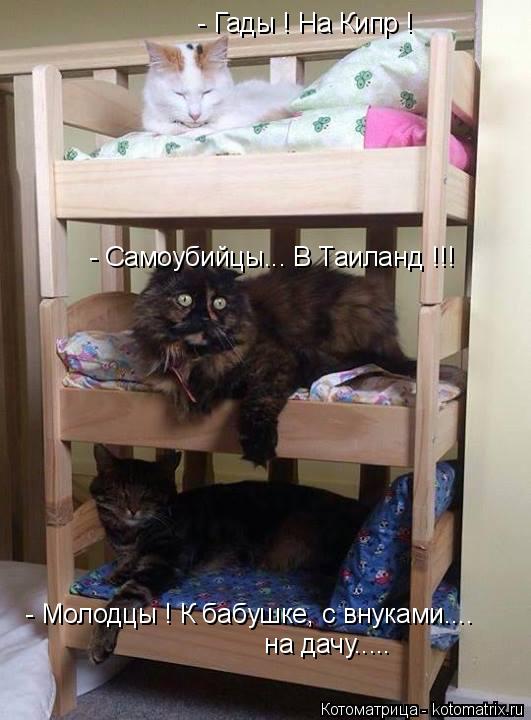 - Гады ! На Кипр ! - Самоубийцы... В Таиланд !!! - Молодцы ! К бабушке, с внуками.... на дачу........ Котоматрица: - Гады ! На Кипр ! - Самоубийцы... В Таиланд !!! - Молодцы ! К бабушке, с внуками.... на дачу.....