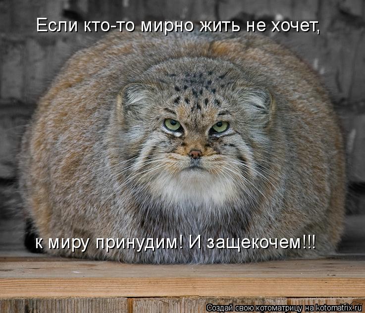 Если кто-то мирно жить не хочет, к миру принудим! И защекочем!!!... Котоматрица: Если кто-то мирно жить не хочет, к миру принудим! И защекочем!!!