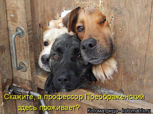 Котоматрица: Скажите, а профессор Преображенский  здесь проживает?