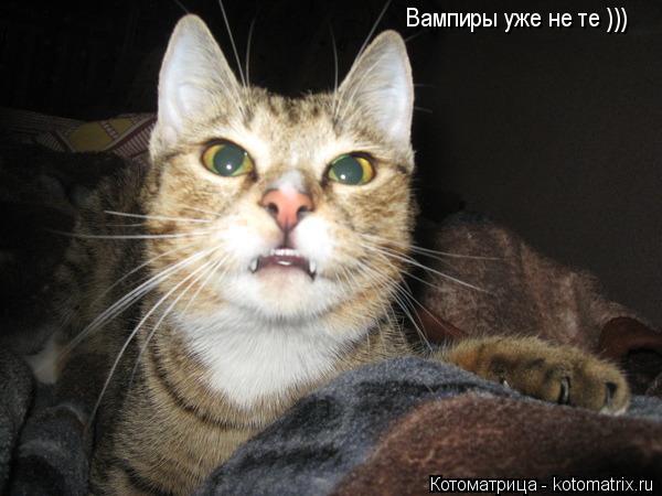 Котоматрица: Вампиры уже не те )))