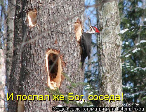 И послал же Бог, соседа!... Котоматрица: И послал же Бог, соседа!