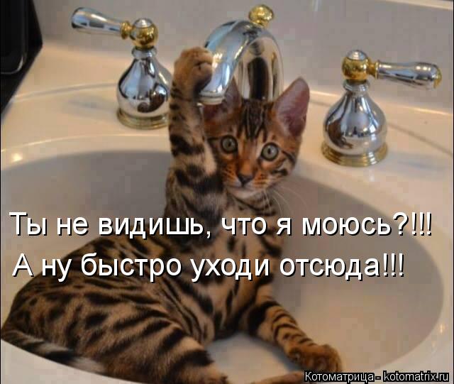 Ты не видишь, что я моюсь?!!! А ну быстро уходи отсюда!!!... Котоматрица: Ты не видишь, что я моюсь?!!! А ну быстро уходи отсюда!!!