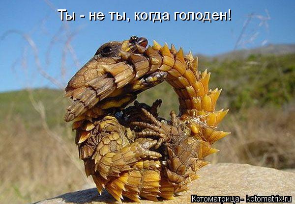 Ты - не ты, когда голоден!... Котоматрица: Ты - не ты, когда голоден!