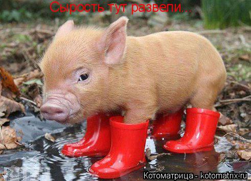 Котоматрица: Сырость тут развели...