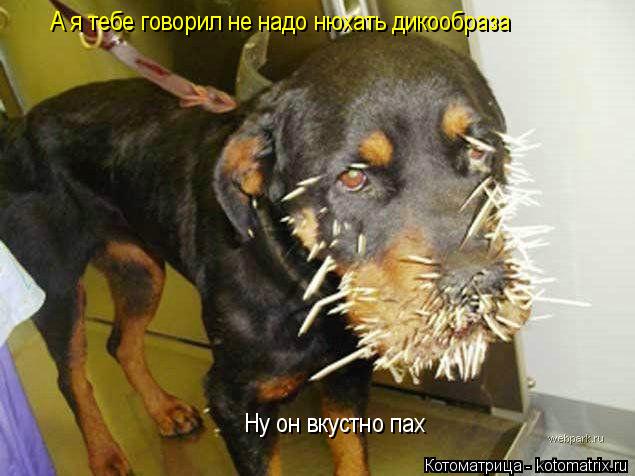 Котоматрица: А я тебе говорил не надо нюхать дикообраза Ну он вкустно пах