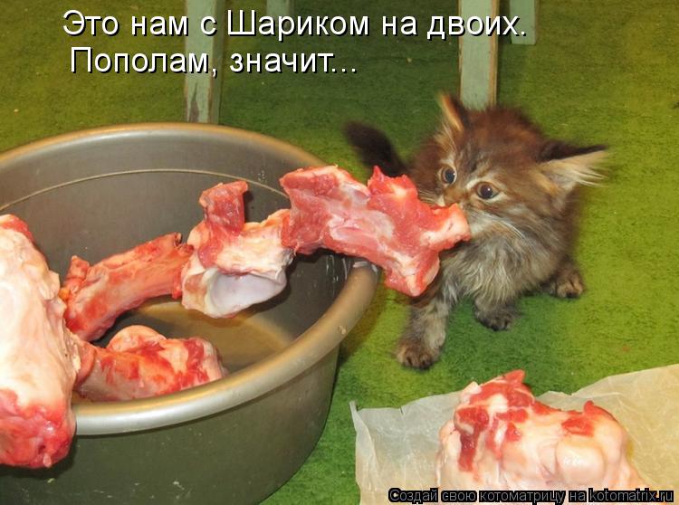 Пополам, значит... Это нам с Шариком на двоих.... Котоматрица: Пополам, значит... Это нам с Шариком на двоих.
