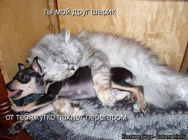 ты мой друг шарик от тебяжутко пахнет перегаром... Котоматрица: ты мой друг шарик от тебяжутко пахнет перегаром