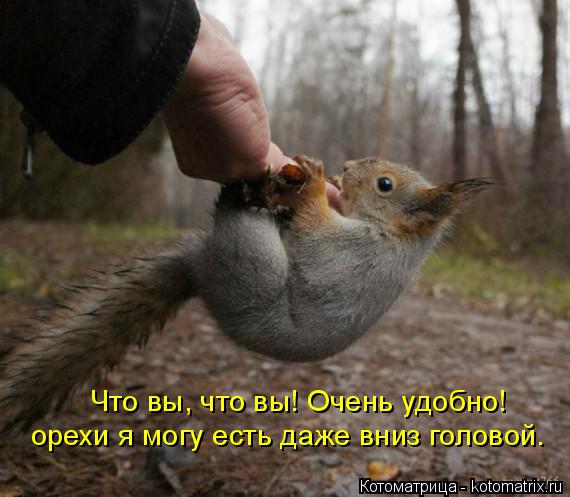 Котоматрица: Что вы, что вы! Очень удобно! орехи я могу есть даже вниз головой.