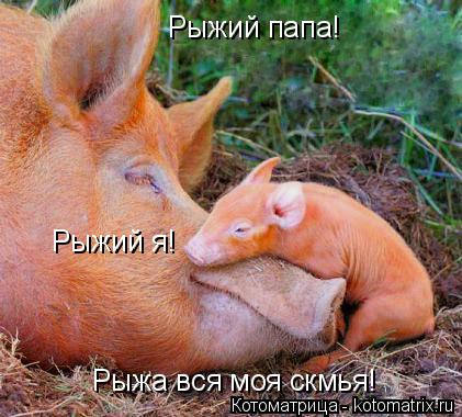 Рыжий папа! Рыжий я! Рыжа вся моя скмья!... Котоматрица: Рыжий папа! Рыжий я! Рыжа вся моя скмья!