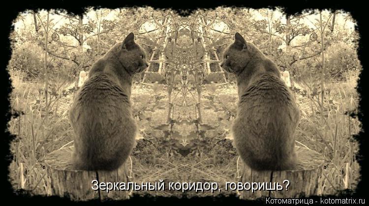 Котоматрица: Зеркальный коридор, говоришь?