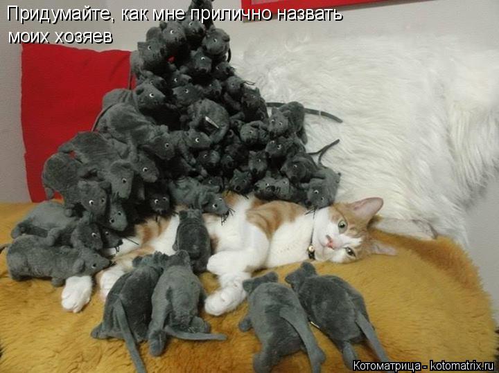 Котоматрица: Придумайте, как мне прилично назвать моих хозяев