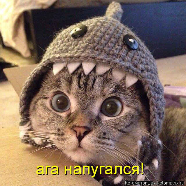 ага напугался!... Котоматрица: ага напугался!