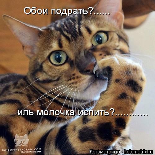 Котоматрица: иль молочка испить?............ Обои подрать?......