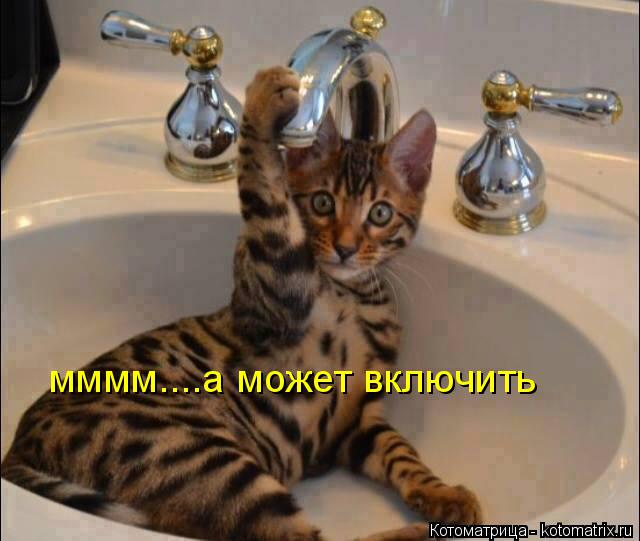 мммм....а может включить... Котоматрица: мммм....а может включить