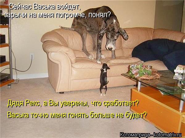 Сейчас Васька войдет, зарычи на меня погромче, понял? Дядя Рекс, а Вы уверены, что сработает? Васьк... Котоматрица: Сейчас Васька войдет, зарычи на меня погромче, понял? Дядя Рекс, а Вы уверены, что сработает? Васька точно меня гонять больше не будет?