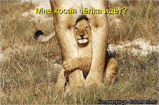 Мне косая чёлка идёт?... Котоматрица: Мне косая чёлка идёт?