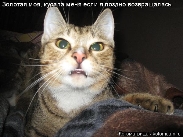 Золотая моя, кусала меня если я поздно возвращалась... Котоматрица: Золотая моя, кусала меня если я поздно возвращалась