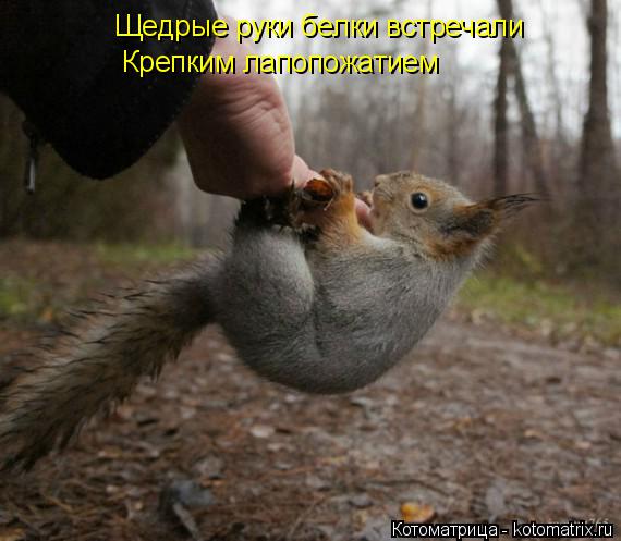 Щедрые руки белки встречали Крепким лапопожатием... Котоматрица: Щедрые руки белки встречали Крепким лапопожатием