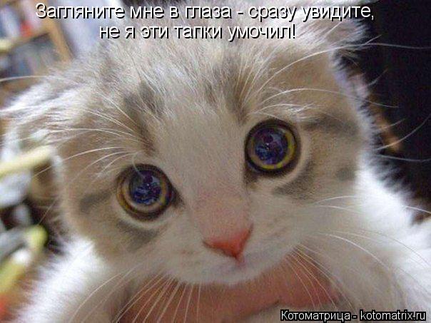 Котоматрица: Загляните мне в глаза - сразу увидите, не я эти тапки умочил!
