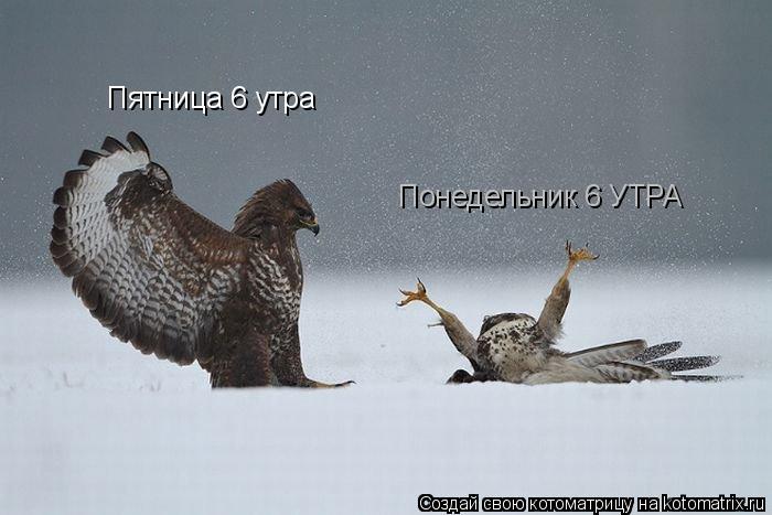 Пятница 6 утра Понедельник 6 УТРА... Котоматрица: Пятница 6 утра Понедельник 6 УТРА