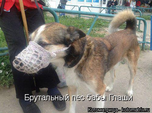 Котоматрица: Брутальный пёс бабы Глаши