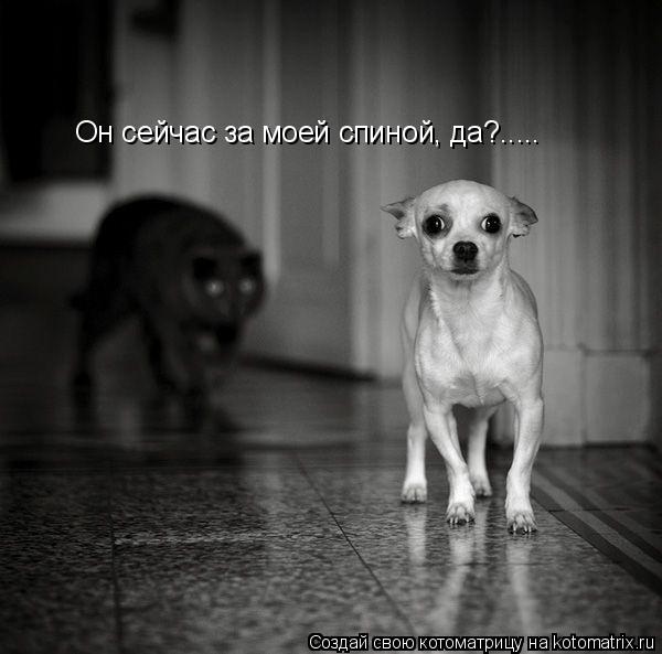 Он сейчас за моей спиной, да?........ Котоматрица: Он сейчас за моей спиной, да?.....