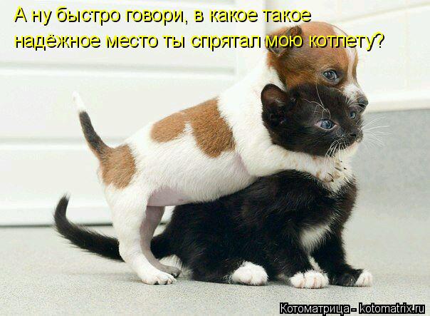 А ну быстро говори, в какое такое надёжное место ты спрятал мою котлету?... Котоматрица: А ну быстро говори, в какое такое надёжное место ты спрятал мою котлету?