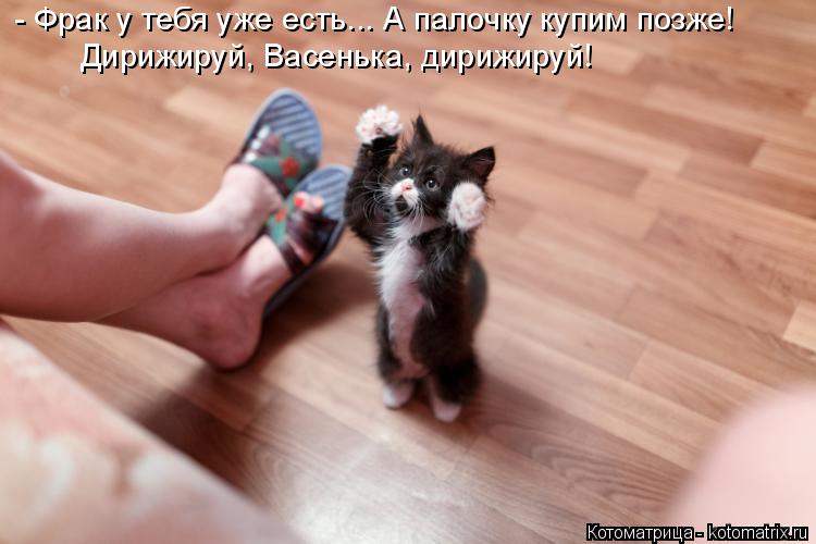Котоматрица: - Фрак у тебя уже есть... А палочку купим позже! Дирижируй, Васенька, дирижируй!