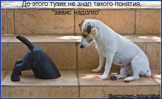 До этого тузик не знал такого понятия, "завис надолго"... Котоматрица: До этого тузик не знал такого понятия, "завис надолго"
