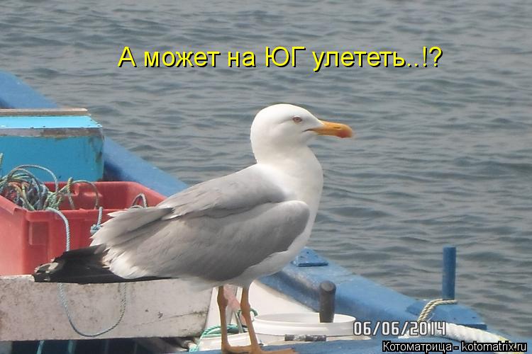 А может на ЮГ улететь..!?... Котоматрица: А может на ЮГ улететь..!?