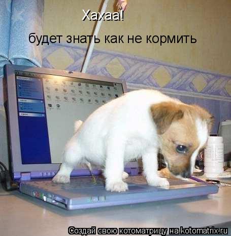 будет знать как не кормить Хахаа!... Котоматрица: будет знать как не кормить Хахаа!
