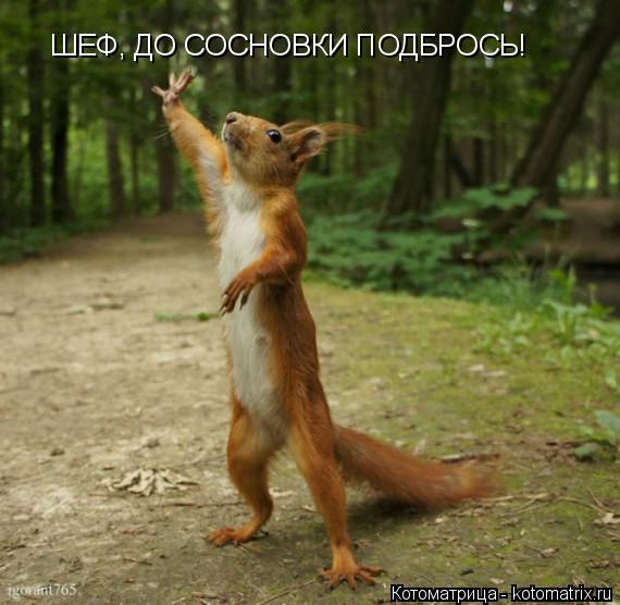 Котоматрица: ШЕФ, ДО СОСНОВКИ ПОДБРОСЬ!