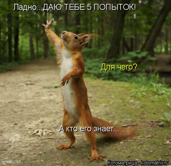 Ладно...ДАЮ ТЕБЕ 5 ПОПЫТОК! Для чего? А кто его знает...... Котоматрица: Ладно...ДАЮ ТЕБЕ 5 ПОПЫТОК! Для чего? А кто его знает...