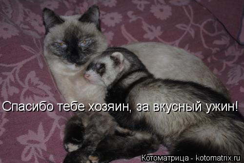 Спасибо тебе хозяин, за вкусный ужин!... Котоматрица: Спасибо тебе хозяин, за вкусный ужин!