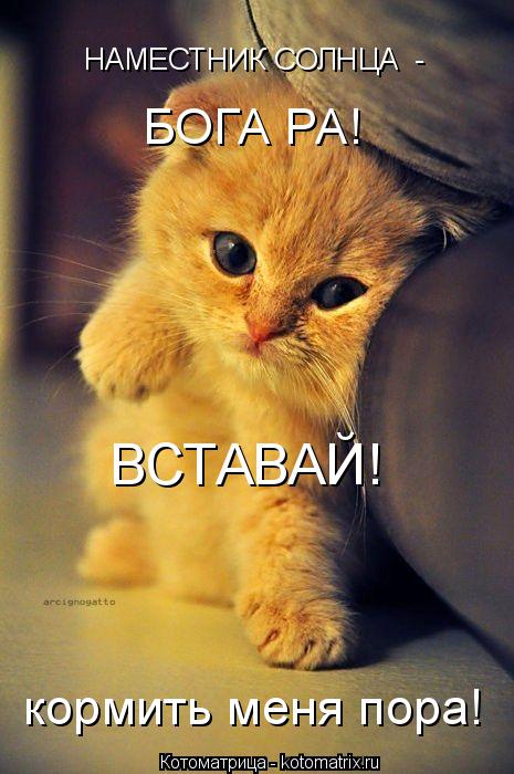 ВСТАВАЙ! НАМЕСТНИК СОЛНЦА - БОГА РА! кормить меня пора!... Котоматрица: ВСТАВАЙ! НАМЕСТНИК СОЛНЦА - БОГА РА! кормить меня пора!