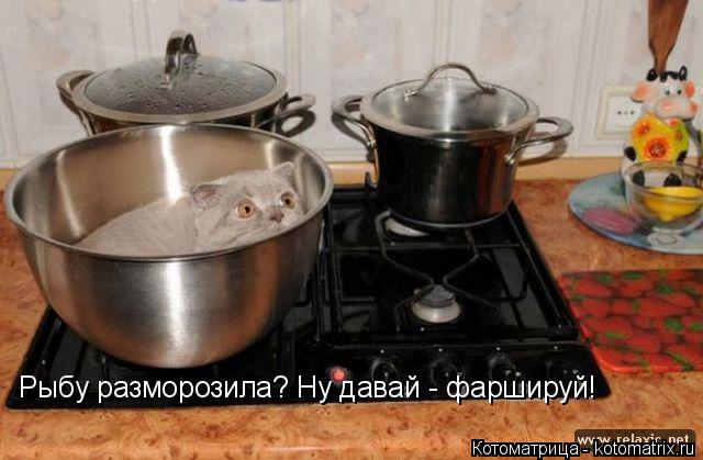 Котоматрица: Рыбу разморозила? Ну давай - фаршируй!