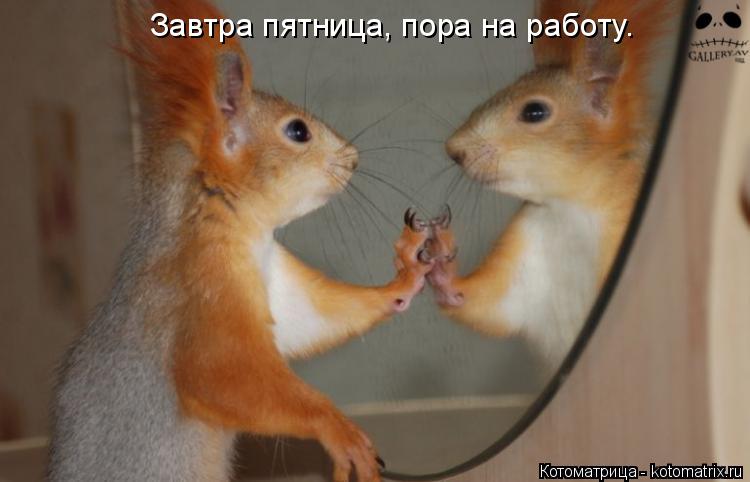 Котоматрица: Завтра пятница, пора на работу.