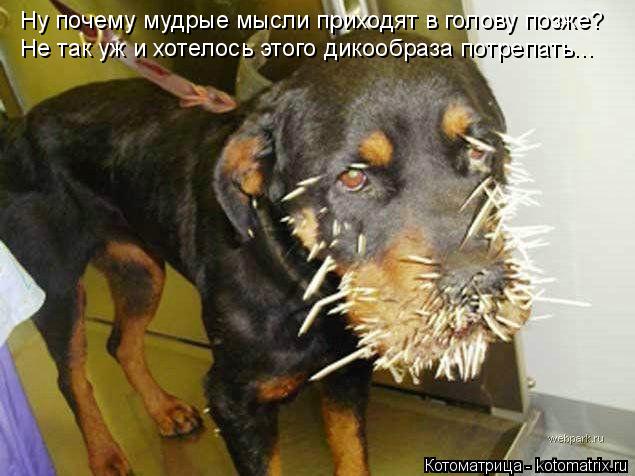 Ну почему мудрые мысли приходят в голову позже? Не так уж и хотелось этого дикообраза потрепать...... Котоматрица: Ну почему мудрые мысли приходят в голову позже? Не так уж и хотелось этого дикообраза потрепать...