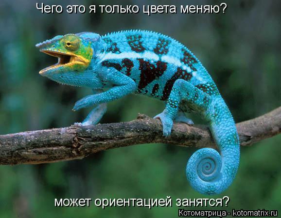 Чего это я только цвета меняю? может ориентацией занятся?... Котоматрица: Чего это я только цвета меняю? может ориентацией занятся?