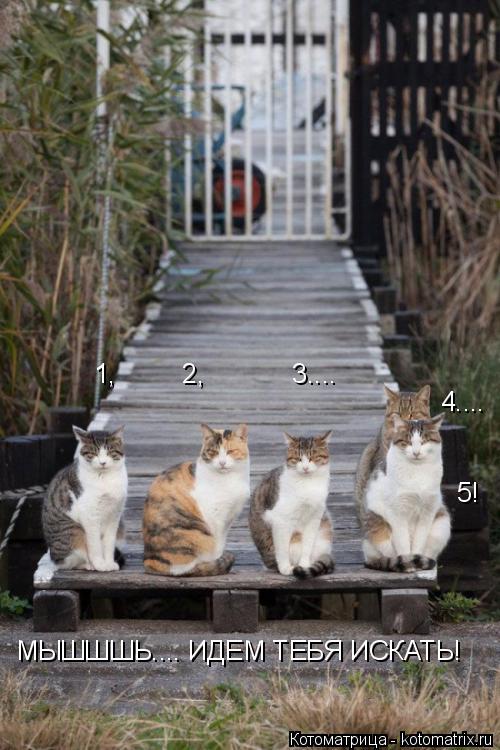 1, 2, 3.... 5! 4.... МЫШШШЬ.... ИДЕМ ТЕБЯ ИСКАТЬ!... Котоматрица: 1, 2, 3.... 5! 4.... МЫШШШЬ.... ИДЕМ ТЕБЯ ИСКАТЬ!