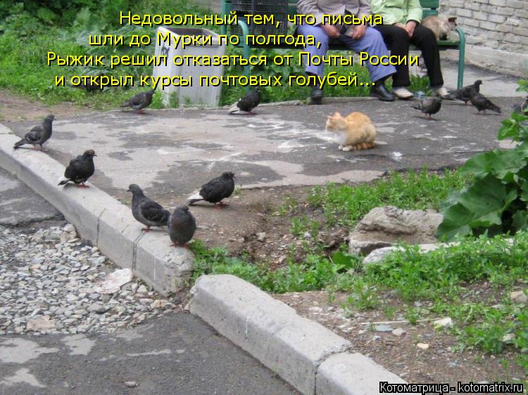 Недовольный тем, что письма шли до Мурки по полгода, Рыжик решил отказаться от Почты России и открыл ... Котоматрица: Недовольный тем, что письма шли до Мурки по полгода, Рыжик решил отказаться от Почты России и открыл курсы почтовых голубей...
